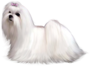 a pretty maltese doggy